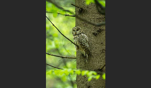 Habichtskauz (Strix uralensis)