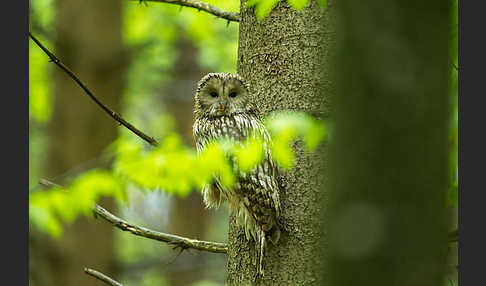 Habichtskauz (Strix uralensis)