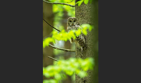 Habichtskauz (Strix uralensis)