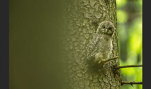 Habichtskauz (Strix uralensis)