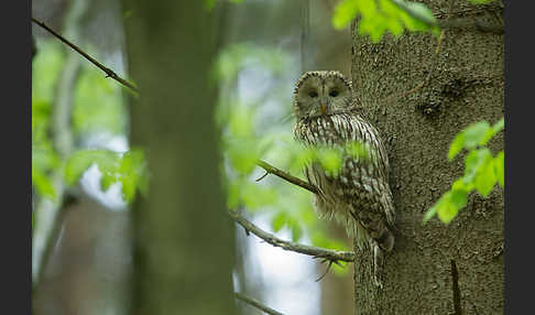 Habichtskauz (Strix uralensis)