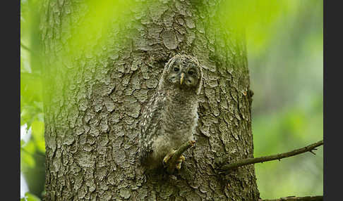 Habichtskauz (Strix uralensis)