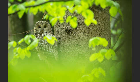 Habichtskauz (Strix uralensis)