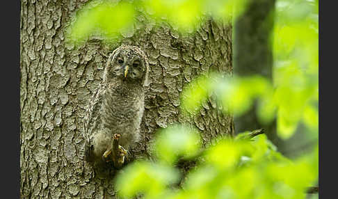 Habichtskauz (Strix uralensis)