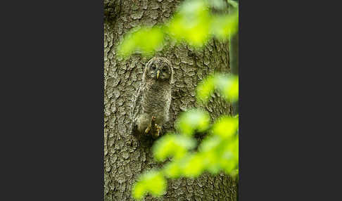 Habichtskauz (Strix uralensis)