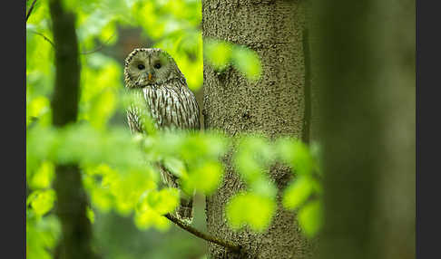 Habichtskauz (Strix uralensis)