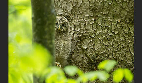 Habichtskauz (Strix uralensis)