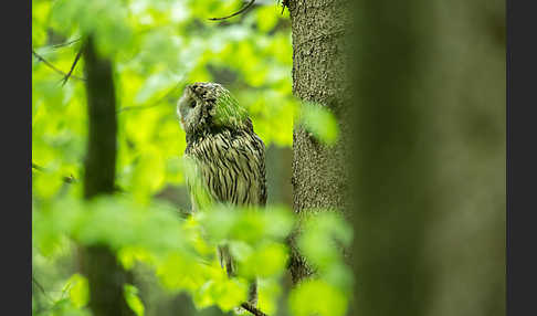 Habichtskauz (Strix uralensis)