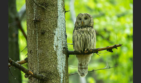 Habichtskauz (Strix uralensis)