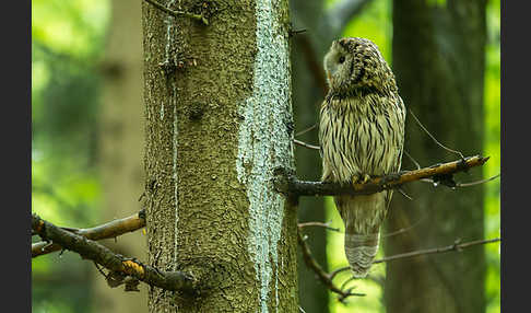 Habichtskauz (Strix uralensis)