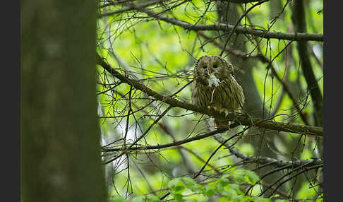 Habichtskauz (Strix uralensis)