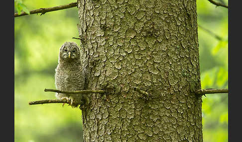 Habichtskauz (Strix uralensis)