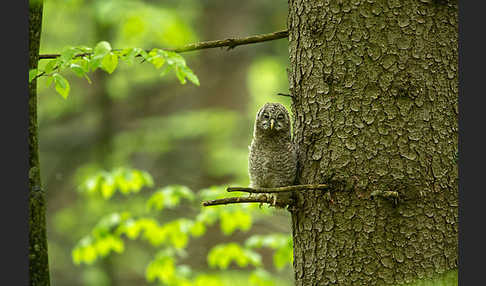 Habichtskauz (Strix uralensis)