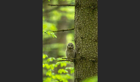 Habichtskauz (Strix uralensis)