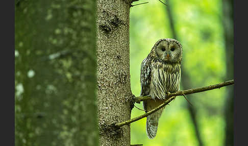 Habichtskauz (Strix uralensis)