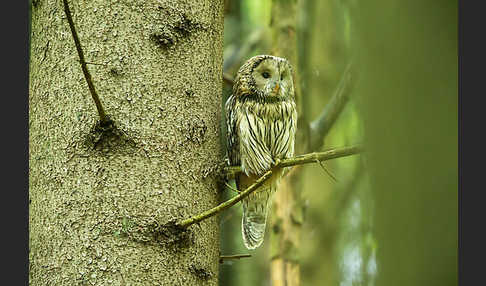 Habichtskauz (Strix uralensis)