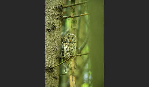 Habichtskauz (Strix uralensis)