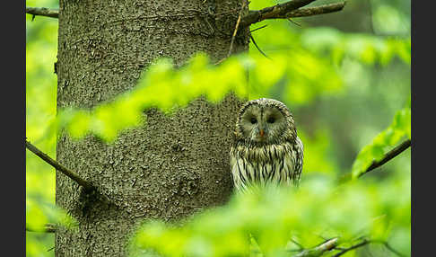 Habichtskauz (Strix uralensis)