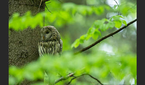 Habichtskauz (Strix uralensis)