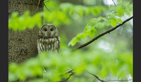 Habichtskauz (Strix uralensis)