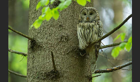 Habichtskauz (Strix uralensis)