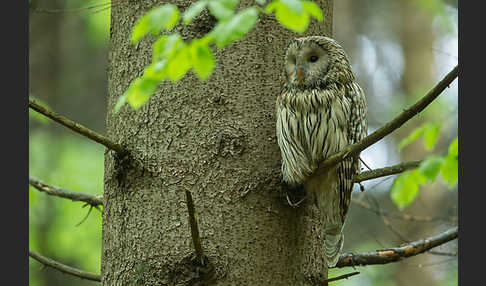 Habichtskauz (Strix uralensis)