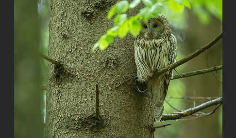 Habichtskauz (Strix uralensis)