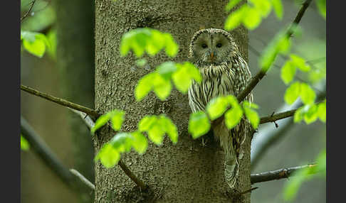 Habichtskauz (Strix uralensis)