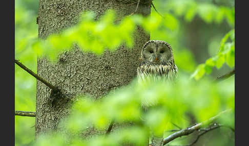 Habichtskauz (Strix uralensis)