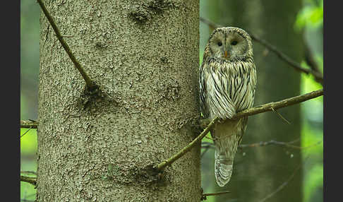 Habichtskauz (Strix uralensis)