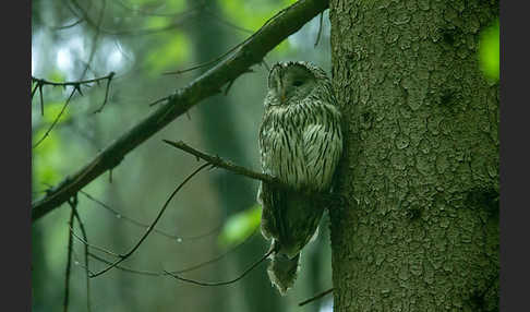 Habichtskauz (Strix uralensis)