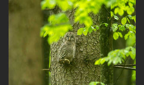 Habichtskauz (Strix uralensis)