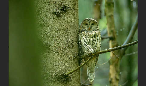 Habichtskauz (Strix uralensis)