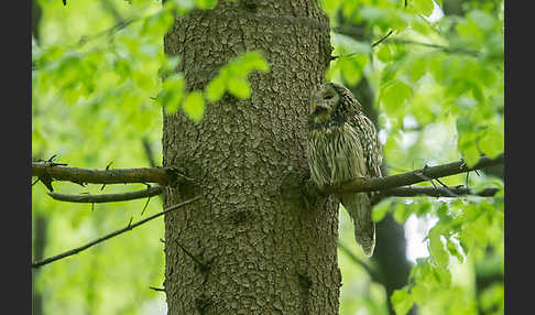 Habichtskauz (Strix uralensis)