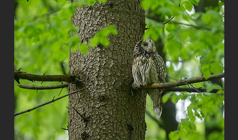 Habichtskauz (Strix uralensis)