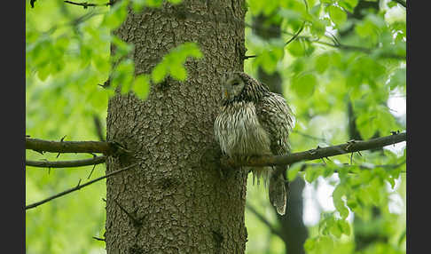 Habichtskauz (Strix uralensis)