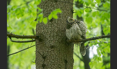 Habichtskauz (Strix uralensis)