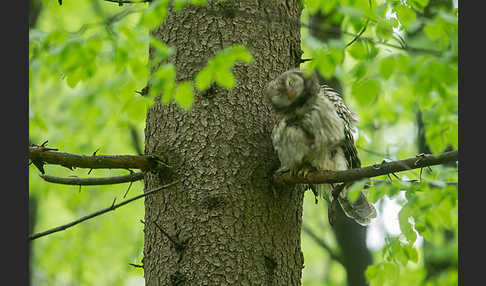 Habichtskauz (Strix uralensis)