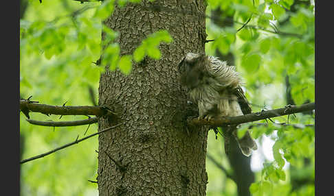 Habichtskauz (Strix uralensis)