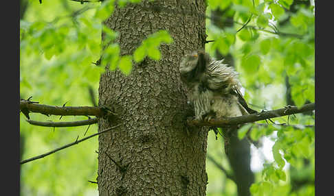 Habichtskauz (Strix uralensis)