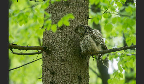 Habichtskauz (Strix uralensis)