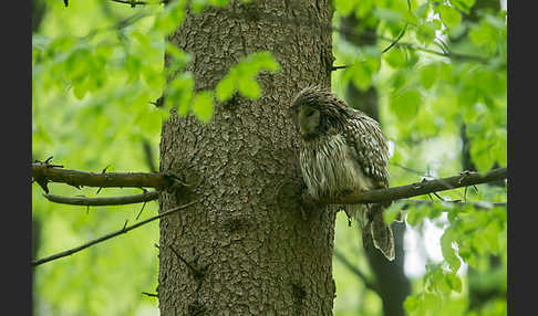 Habichtskauz (Strix uralensis)