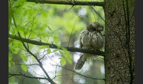 Habichtskauz (Strix uralensis)