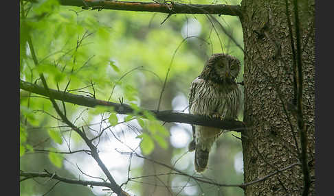 Habichtskauz (Strix uralensis)