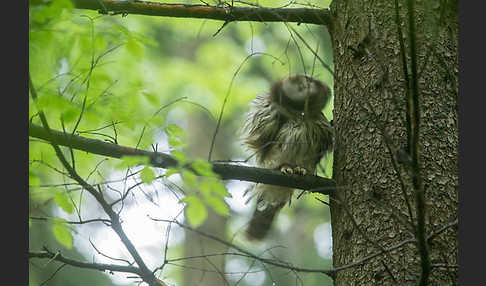 Habichtskauz (Strix uralensis)