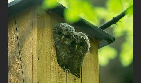 Habichtskauz (Strix uralensis)