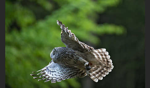 Habichtskauz (Strix uralensis)