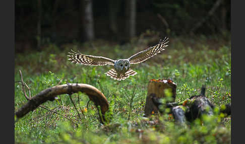 Habichtskauz (Strix uralensis)