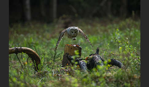 Habichtskauz (Strix uralensis)