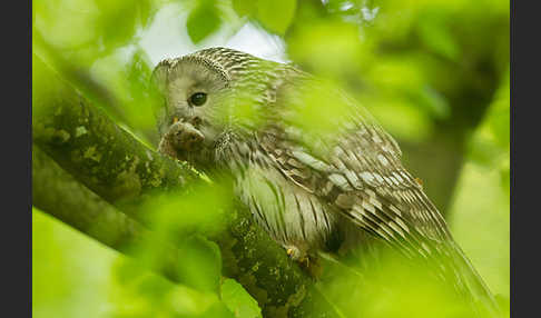 Habichtskauz (Strix uralensis)